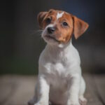 Josephine-female-Jack-Russell-Terrier-puppy-for-sale-1 (3)