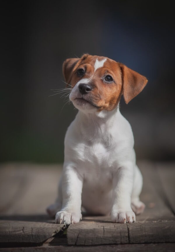 Josephine Jack Russell Terrier Josephine Jack Russell Terrier