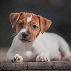 Josephine Jack Russell Terrier