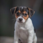Juliette-female-Jack-Russell-Terrier-puppy-for-sale-1 (1)