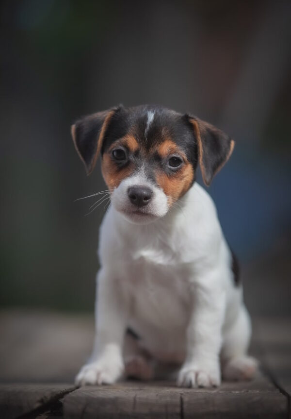 Juliette Jack Russell Terrier Juliette Jack Russell Terrier