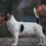 Juliette-female-Jack-Russell-Terrier-puppy-for-sale-1 (2)