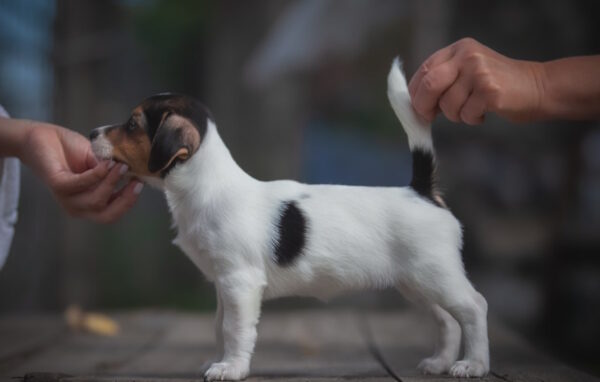 Juliette Jack Russell Terrier Juliette Jack Russell Terrier