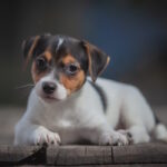 Juliette-female-Jack-Russell-Terrier-puppy-for-sale-1 (3)