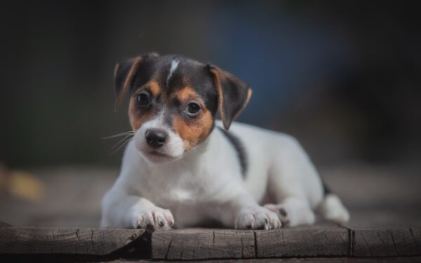 Juliette Jack Russell Terrier Juliette Jack Russell Terrier