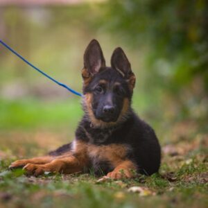 Kalma German Shepherd