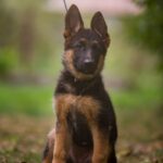 Kalma-female-German-shepherd-puppy-for-sale- (2)