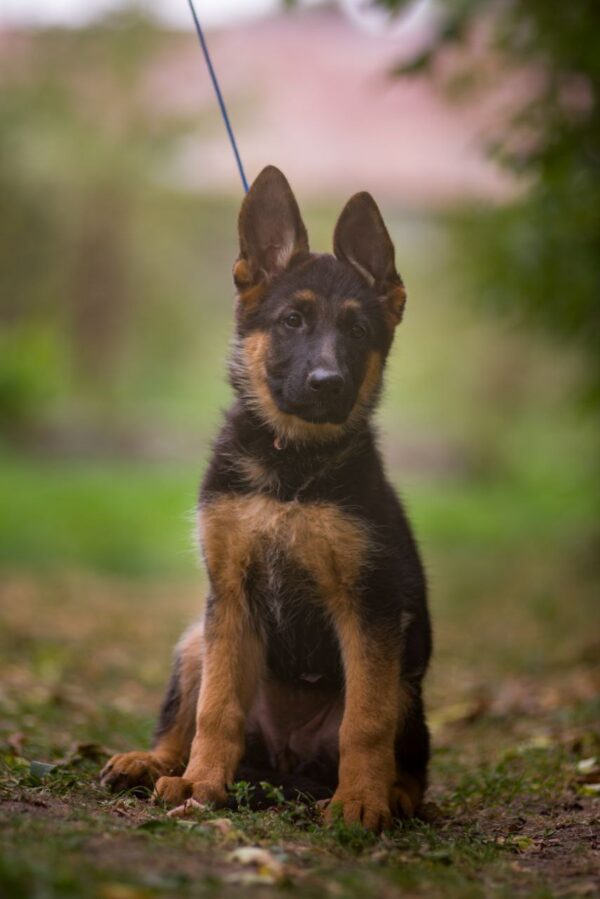 Kalma German Shepherd Kalma German Shepherd