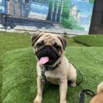 Karl-male-pug-puppy-for-sale-1 (1)