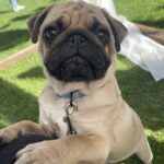 Karl-male-pug-puppy-for-sale-1 (2)