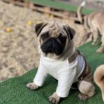 Karl-male-pug-puppy-for-sale-1 (3)