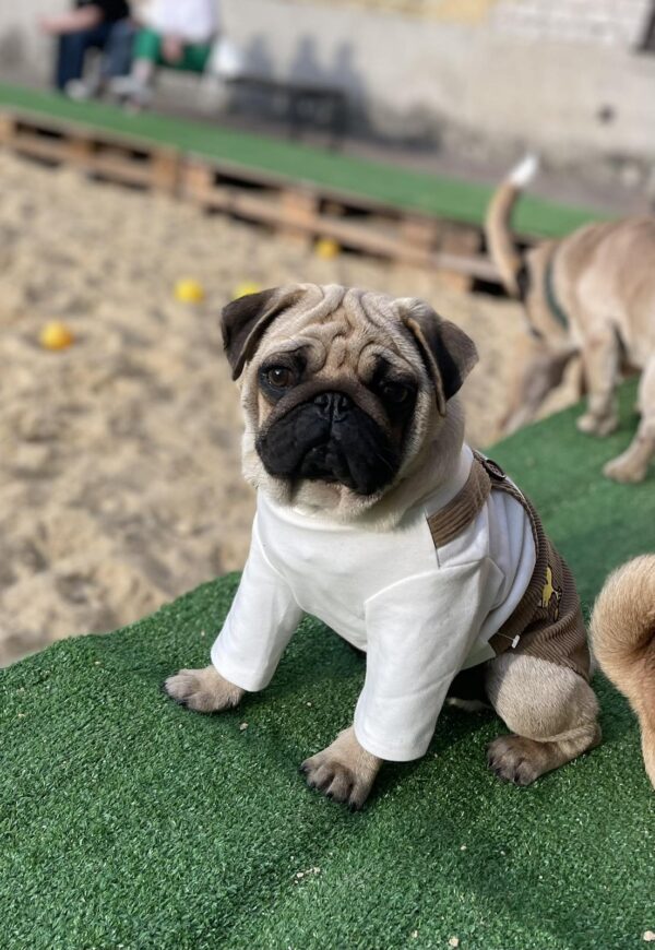 Karl Pug Karl Pug