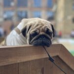 Karl-male-pug-puppy-for-sale-1 (4)