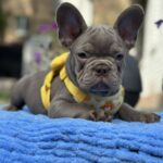 Keanu-male-french-bulldog-puppy-for-sale-1 (1)