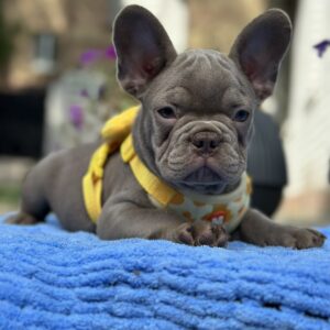 Keanu French Bulldog