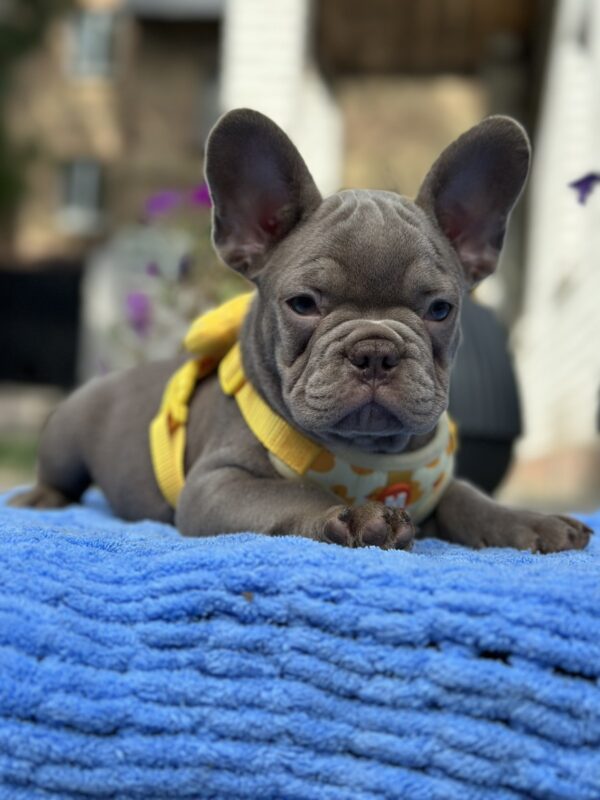 Keanu French Bulldog Keanu French Bulldog