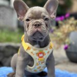 Keanu-male-french-bulldog-puppy-for-sale-1 (2)