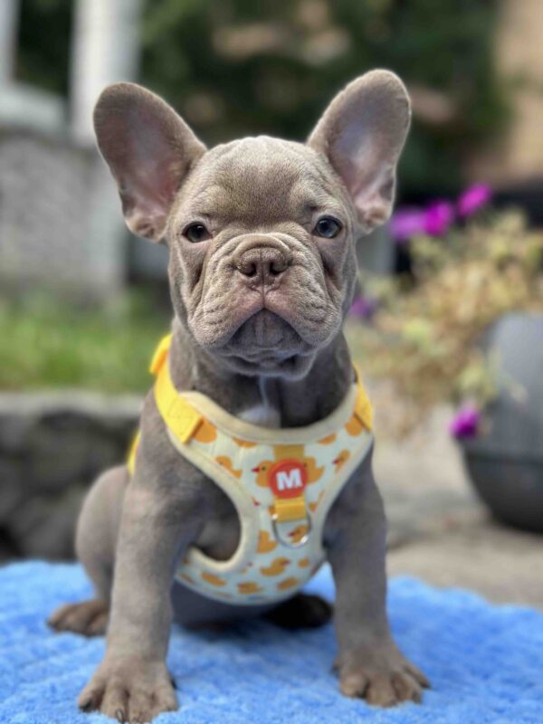 Keanu French Bulldog Keanu French Bulldog