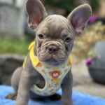 Keanu-male-french-bulldog-puppy-for-sale-1 (3)