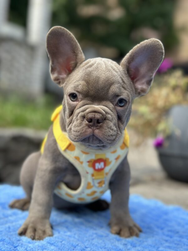 Keanu French Bulldog Keanu French Bulldog