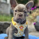 Keanu-male-french-bulldog-puppy-for-sale-1 (4)