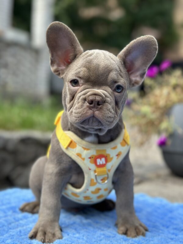 Keanu French Bulldog Keanu French Bulldog