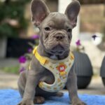 Keanu-male-french-bulldog-puppy-for-sale-1 (5)