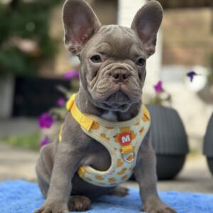 Keanu French Bulldog