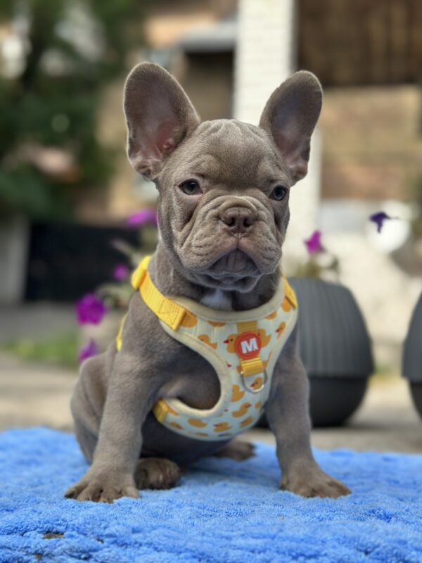 Keanu French Bulldog Keanu French Bulldog