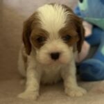 Kidi-female-Cavalier-King-Charles-Spaniel-puppy-for-sale-1 (1)