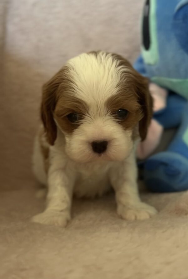 Kidi Cavalier King Charles Spaniel Kidi Cavalier King Charles Spaniel