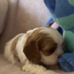 Kidi-female-Cavalier-King-Charles-Spaniel-puppy-for-sale-1 (2)