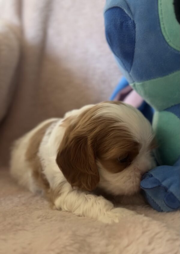 Kidi Cavalier King Charles Spaniel Kidi Cavalier King Charles Spaniel