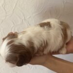 Kidi-female-Cavalier-King-Charles-Spaniel-puppy-for-sale-1 (3)