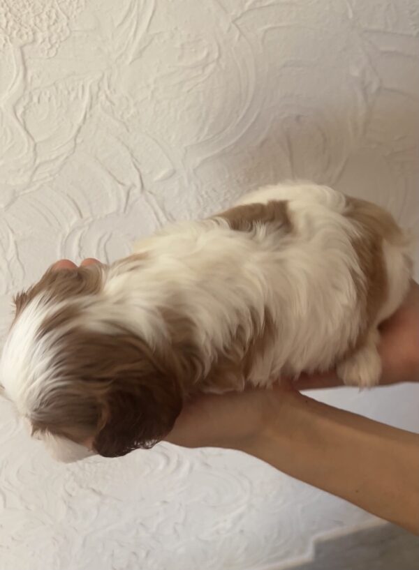 Kidi Cavalier King Charles Spaniel Kidi Cavalier King Charles Spaniel