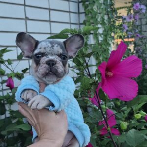 Kisson French Bulldog