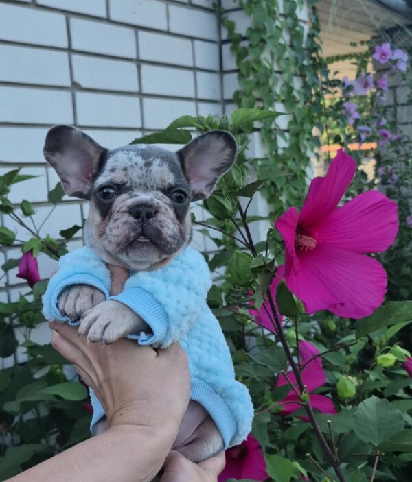 Kisson French Bulldog Kisson French Bulldog