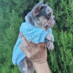 Kisson-female-french-bulldog-puppy-for-sale-1 (2)