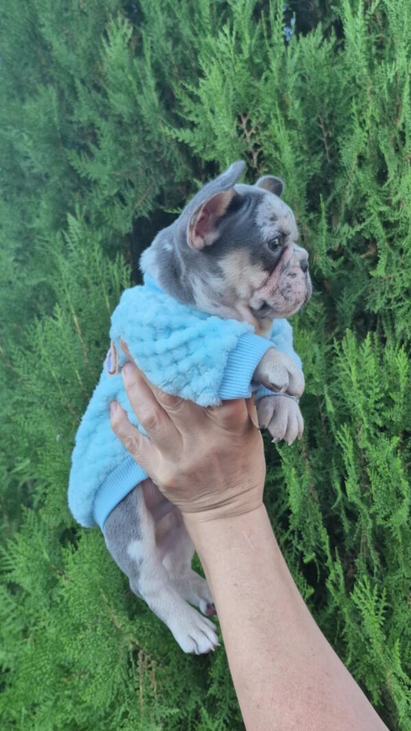 Kisson French Bulldog Kisson French Bulldog