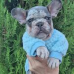 Kisson-female-french-bulldog-puppy-for-sale-1 (3)