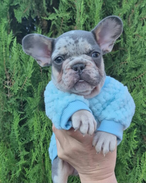 Kisson French Bulldog Kisson French Bulldog