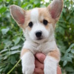 Amina Welsh Corgi