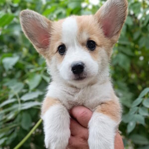 Kitri Welsh Corgi