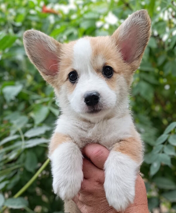 Kitri Welsh Corgi Kitri Welsh Corgi
