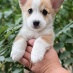 Kitri-female-welsh-corgi-pembroke-puppy-for-sale-1 (2)