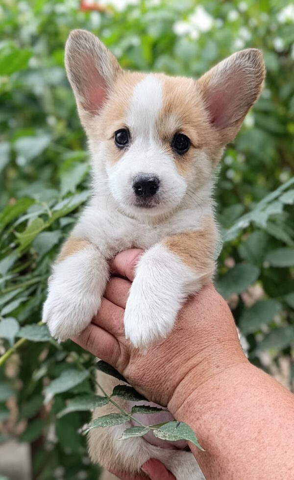 Kitri Welsh Corgi Kitri Welsh Corgi