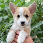 Kitri-female-welsh-corgi-pembroke-puppy-for-sale-1 (3)