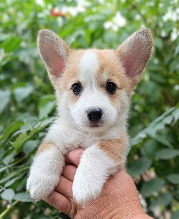 Kitri Welsh Corgi Kitri Welsh Corgi