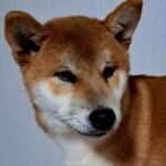 Kitsune-male-Shiba-puppy-for-sale-1
