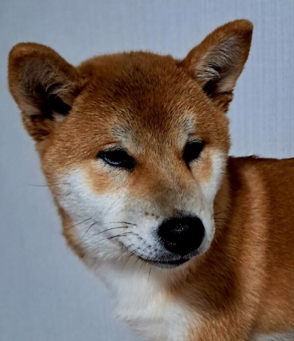 Kitsune Shiba Inu